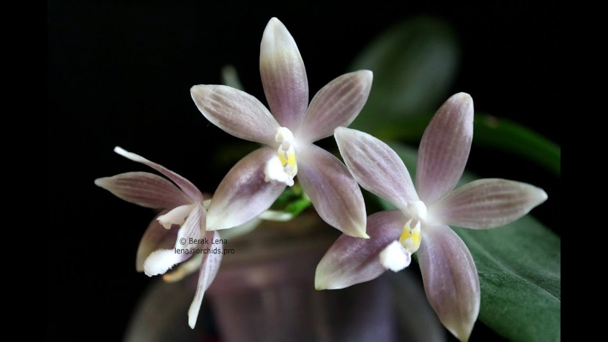 Phal. Tetraspis "Coffee"