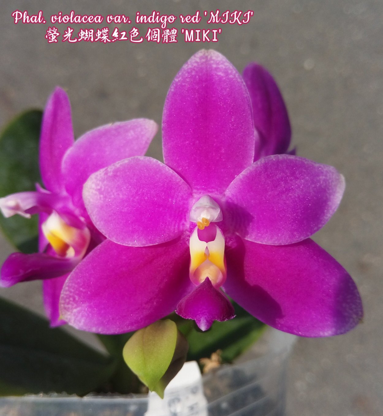 Phal. Violacea Indigo Red