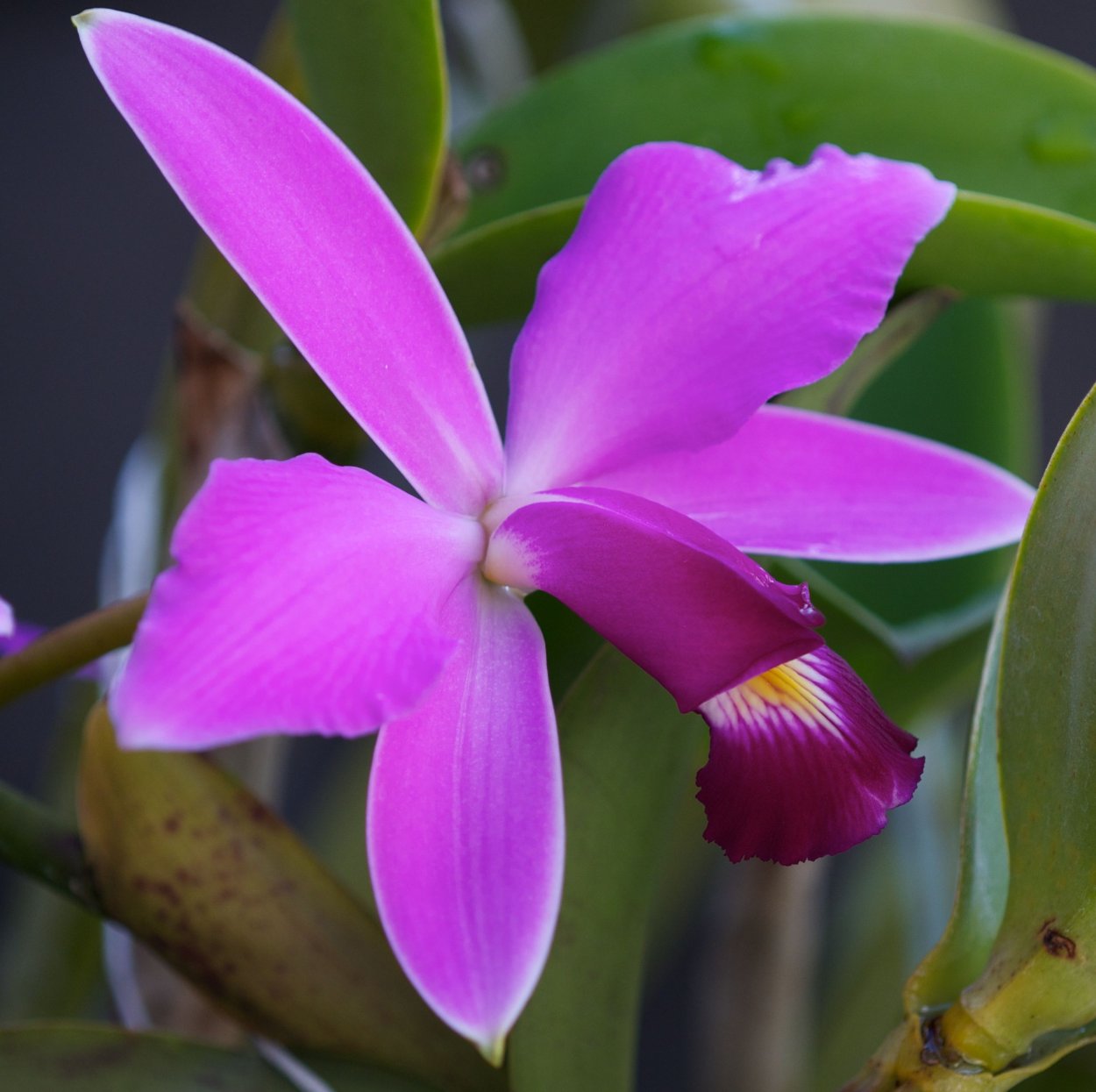 Phal violacea Indigo