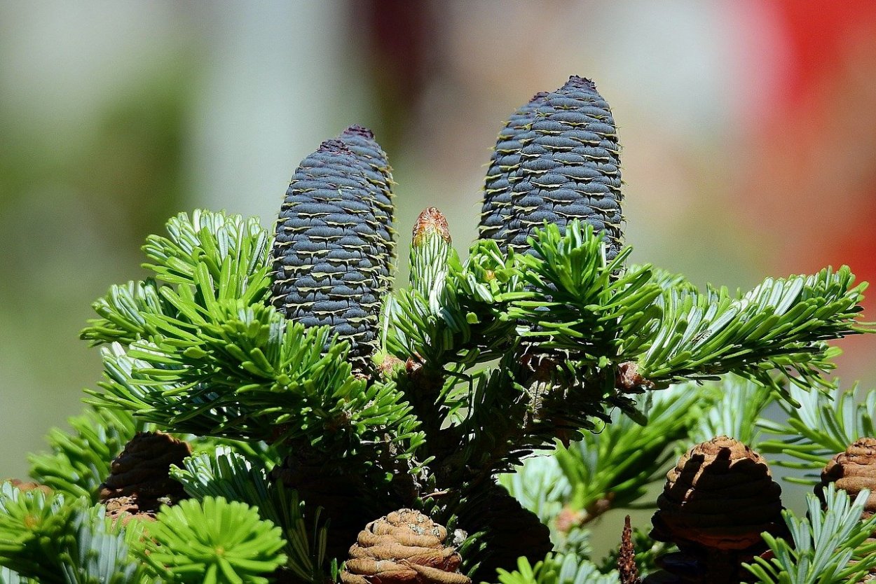 Шишки хвойных растений