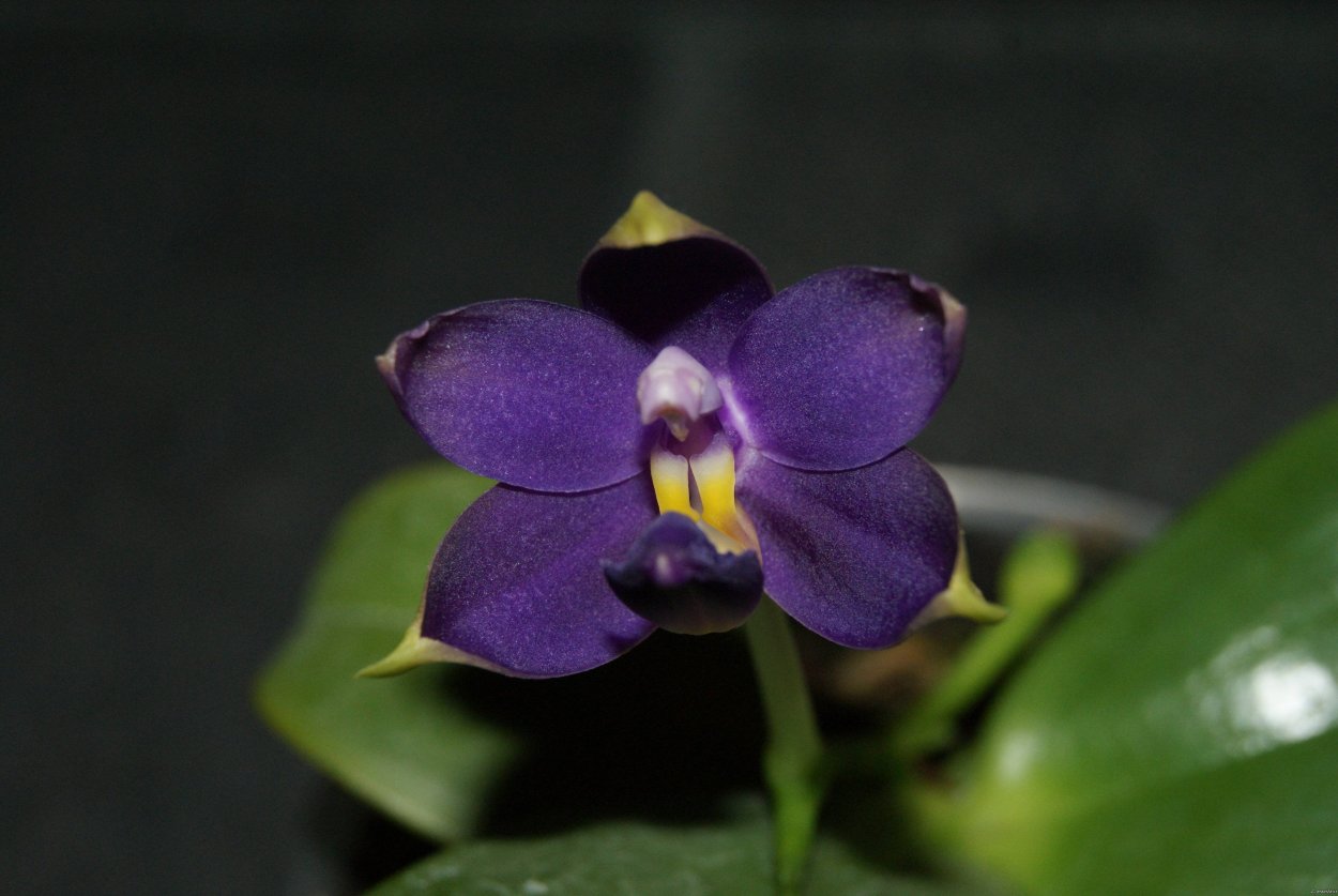 Виолацея индиго Орхидея