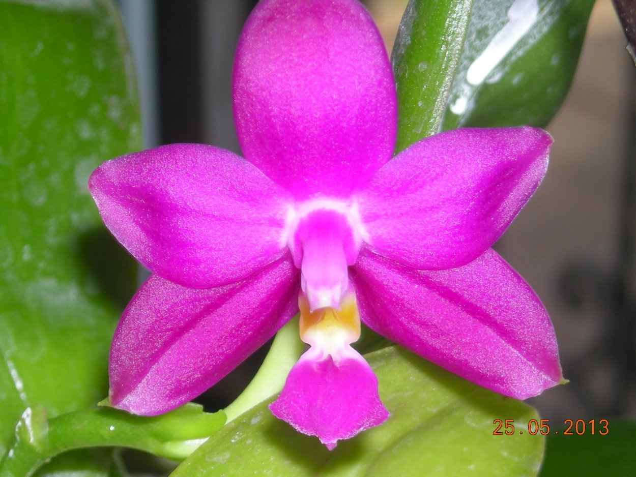 Violacea Indigo Орхидея