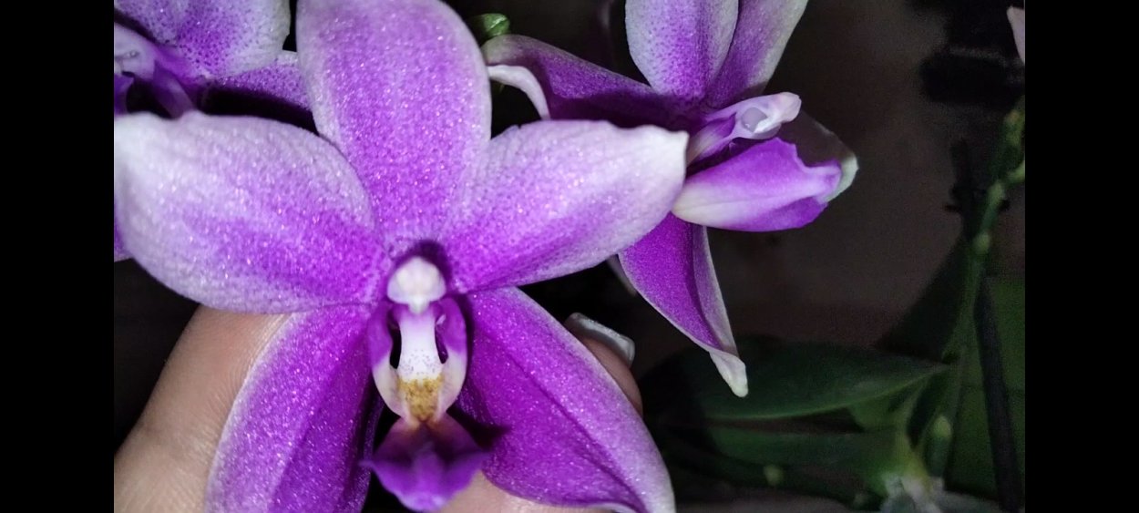 Орхидея Phal. Toshi