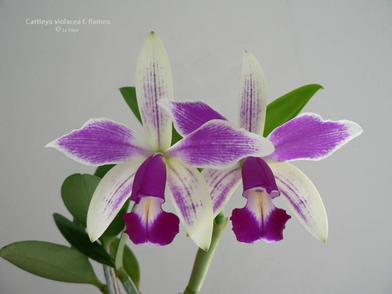 Cattleya violacea