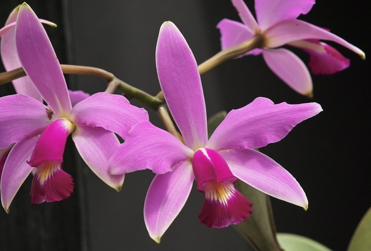 Каттлея violacea