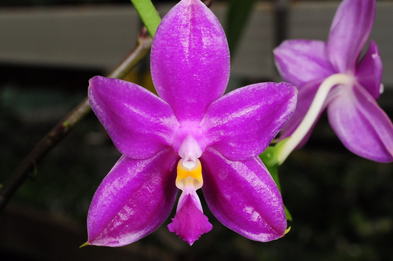 Phal. Violacea