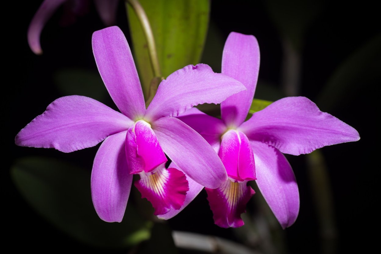 C. violacea × sib