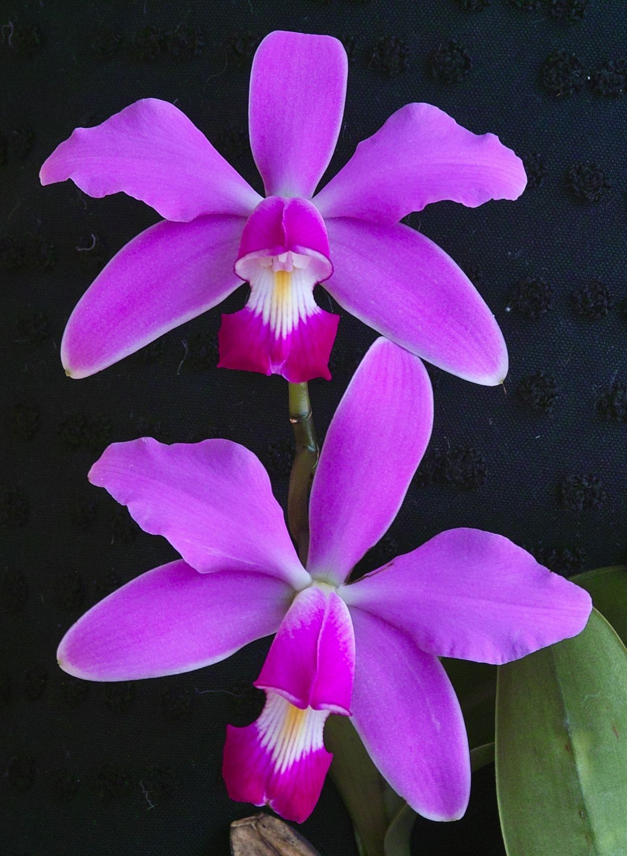 P. violacea on the Trees in nature