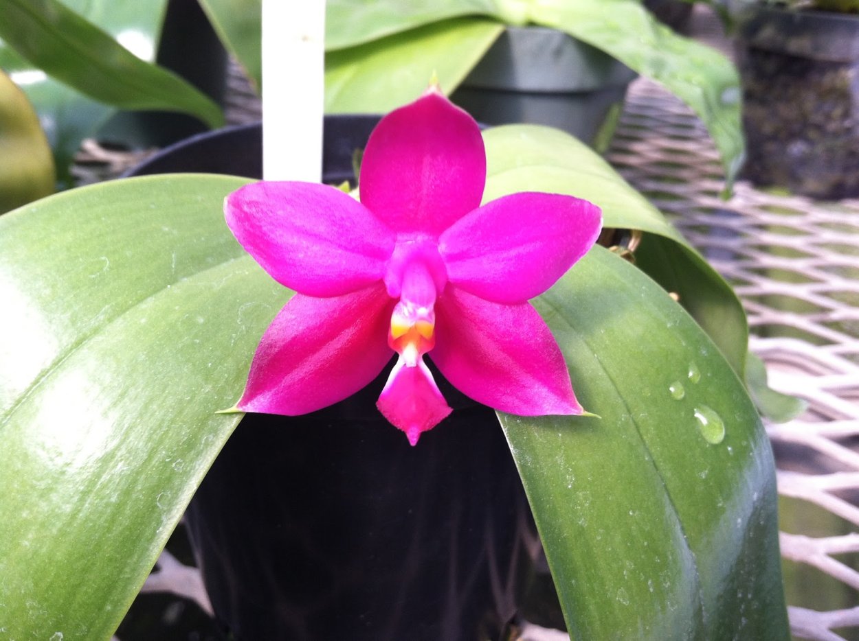 Виолацея Орхидея