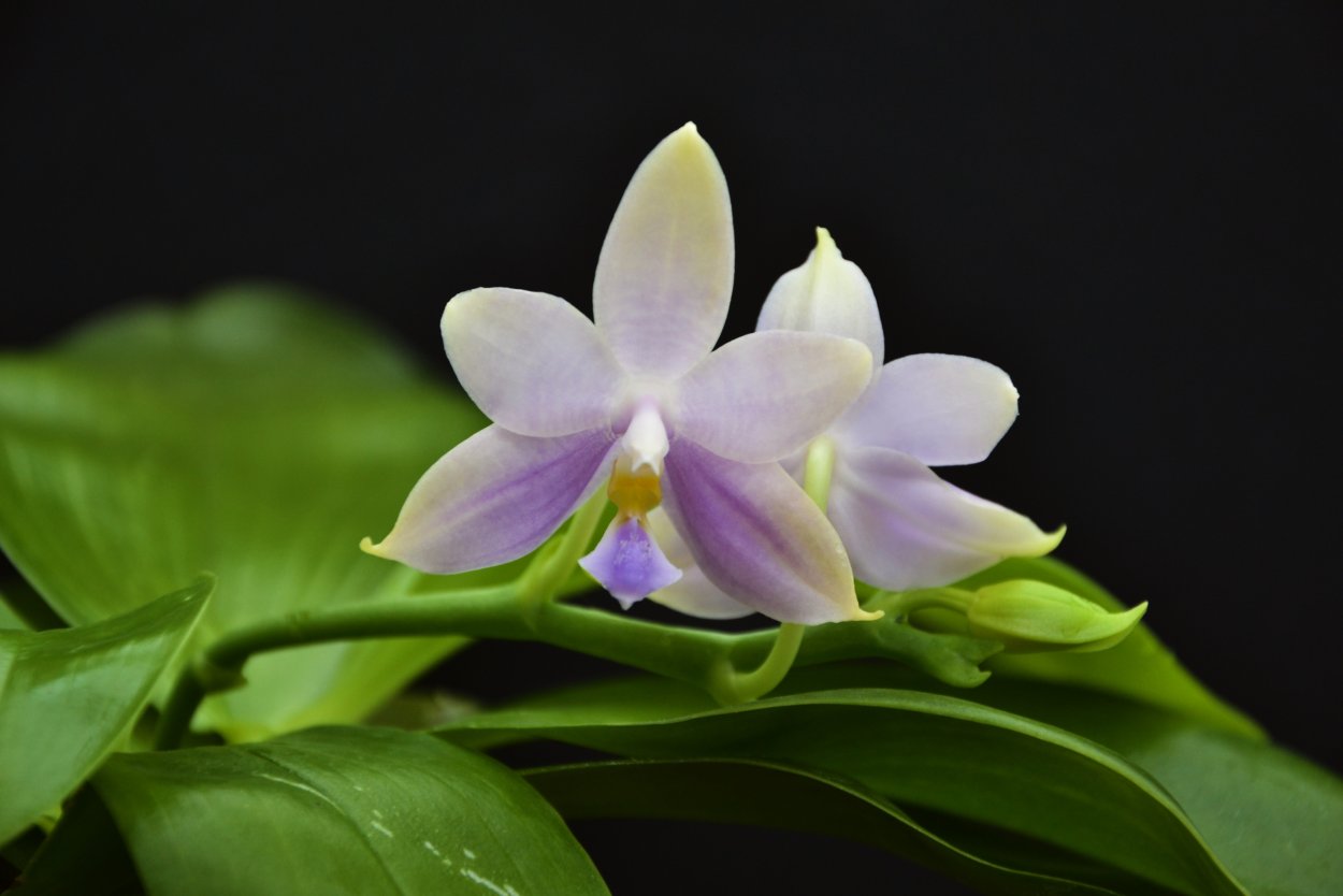 Cattleya violacea
