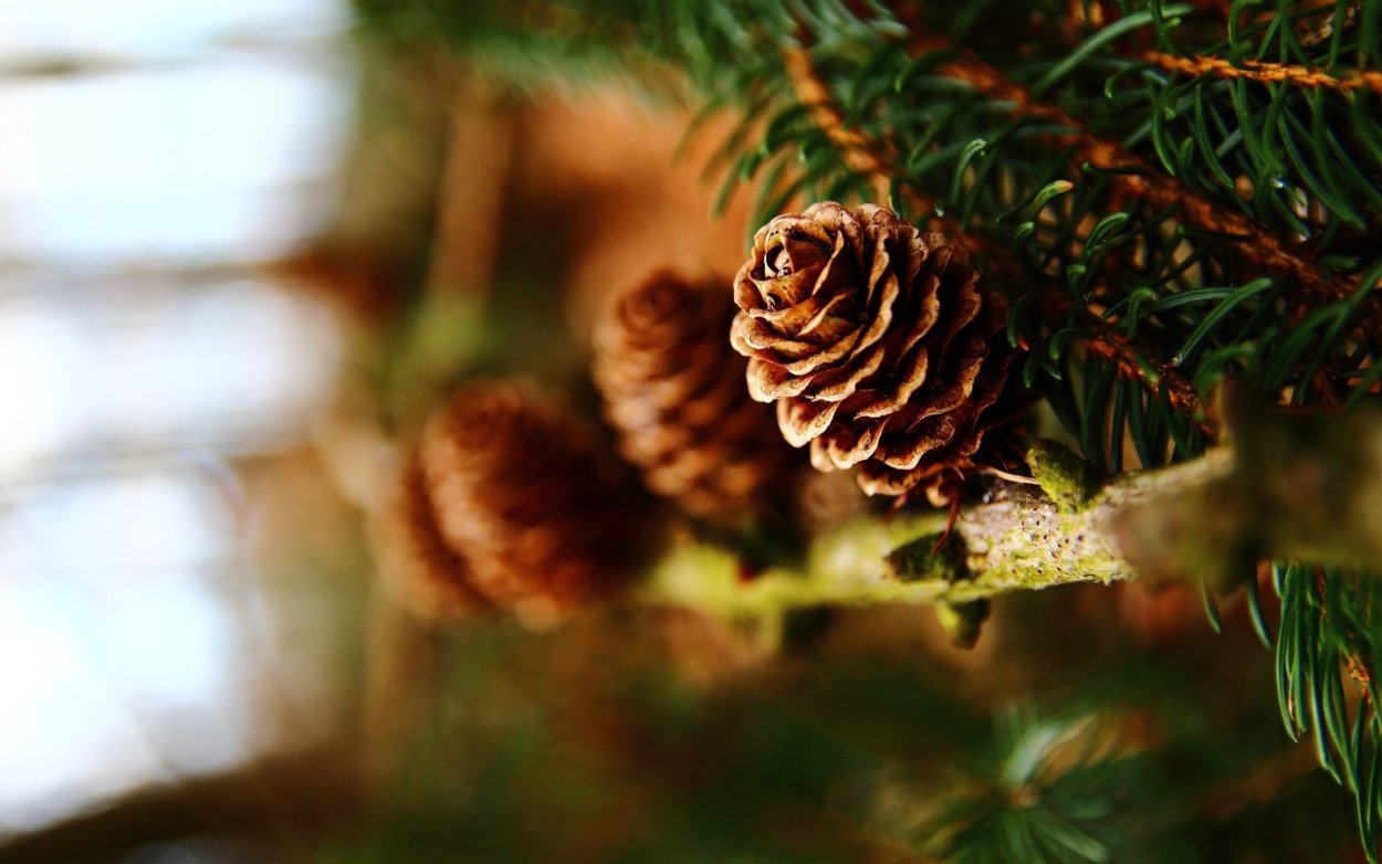 Шишка Еловая и Сосновая