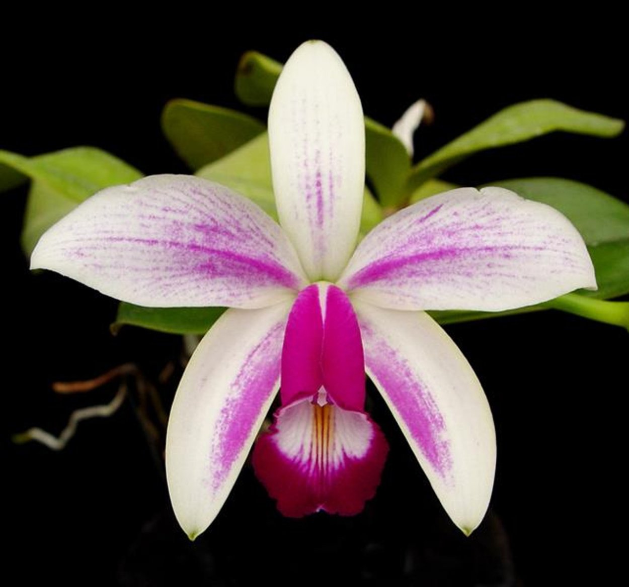 Phalaenopsis Ambotrana-Bellina
