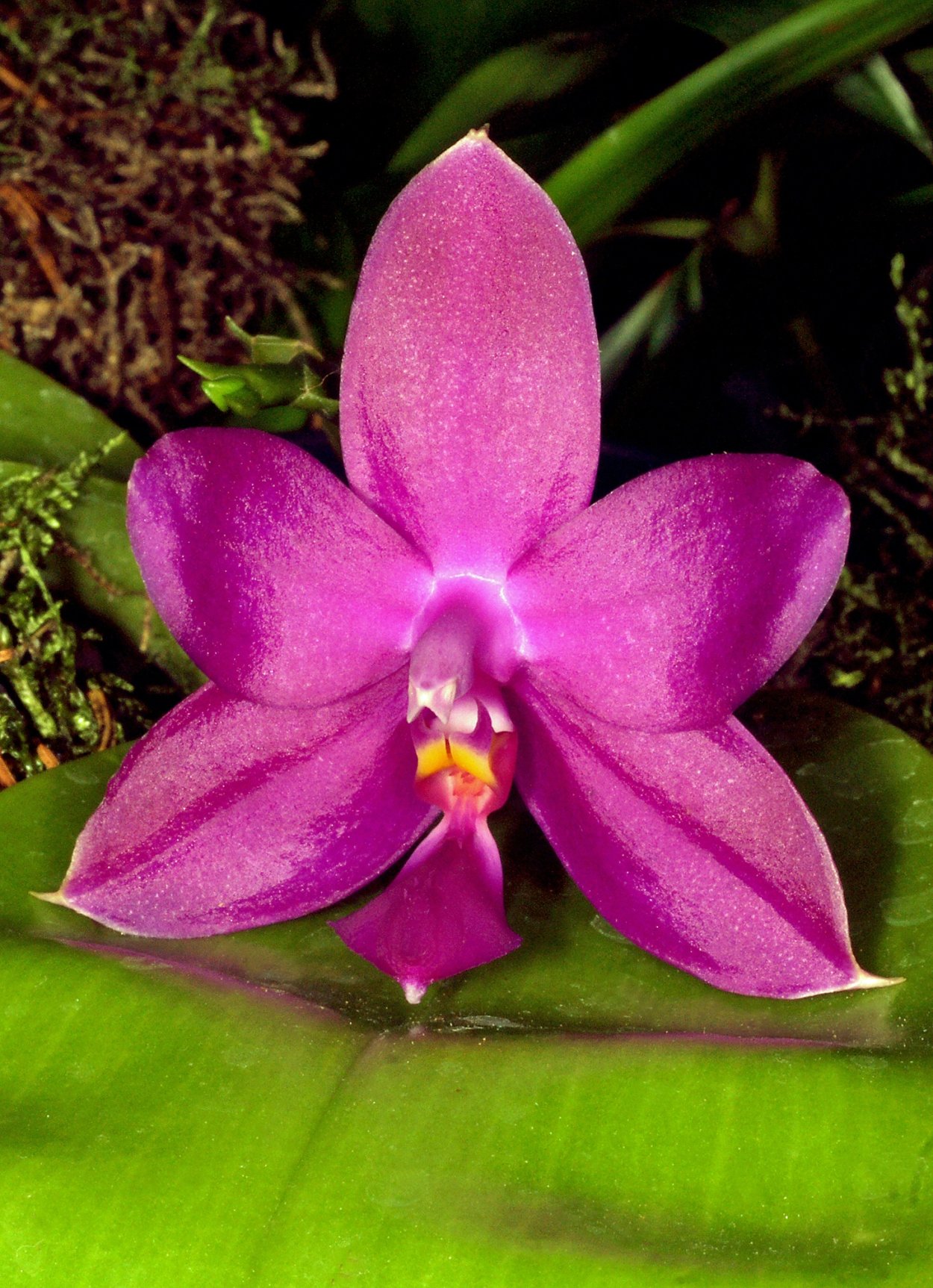 Phal. Violacea