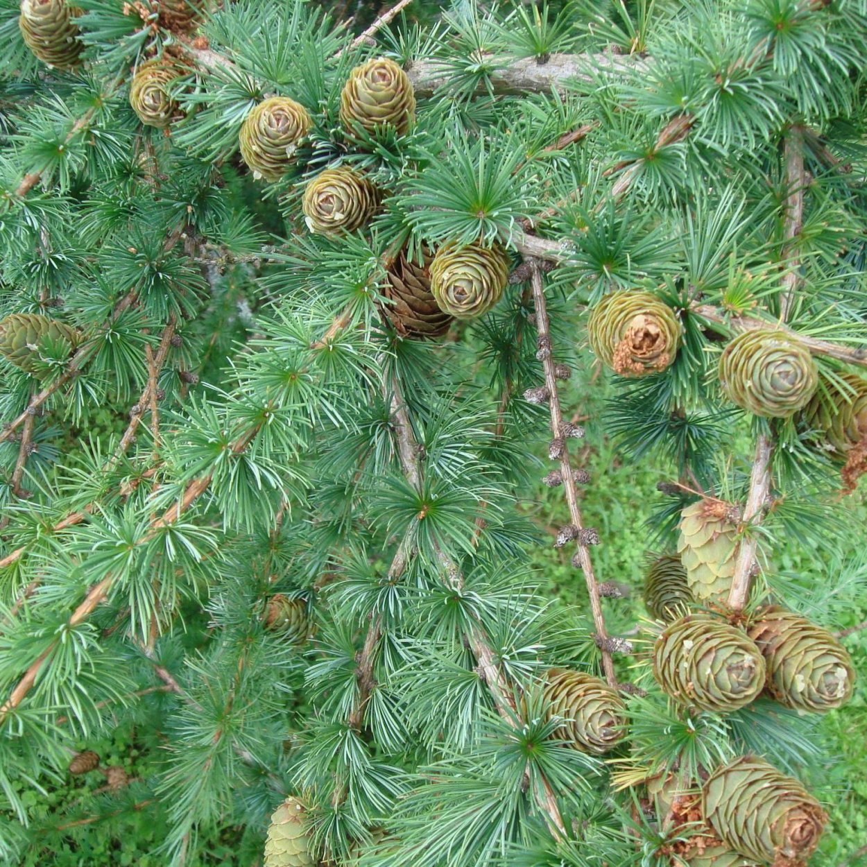 Лиственница Сибирская Larix sibirica