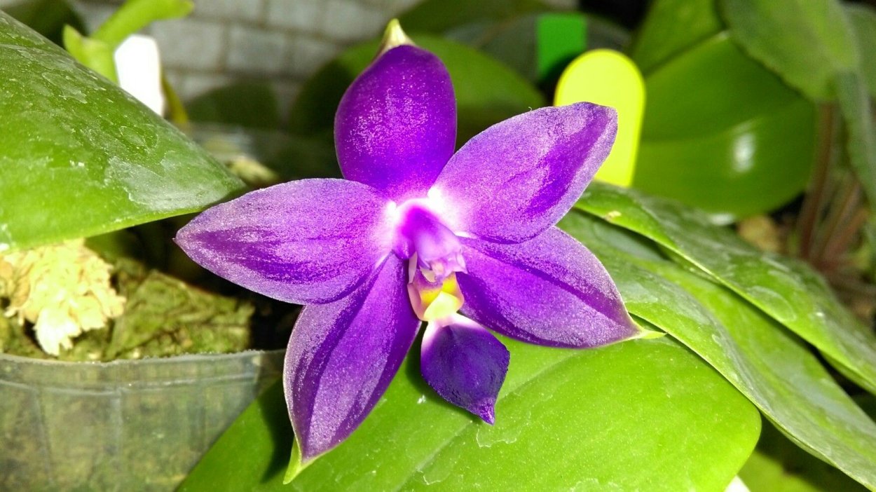 Виоланцея Белина Орхидея