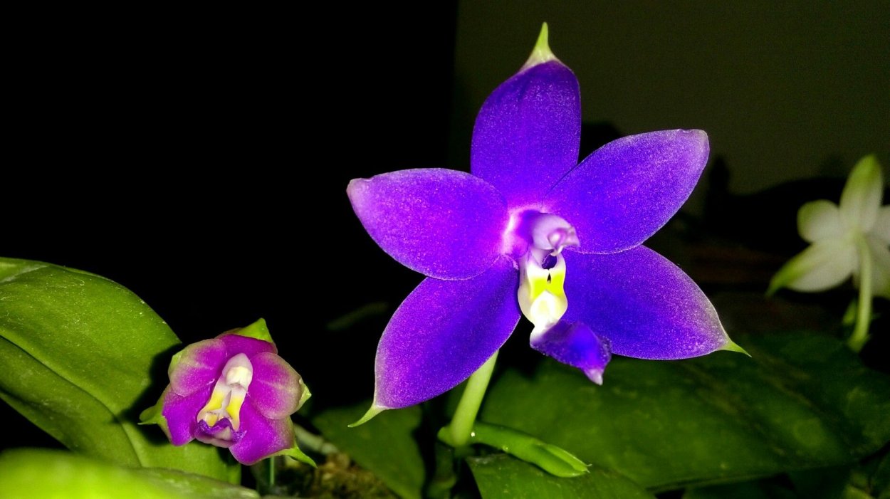 Фаленопсис violacea Indigo