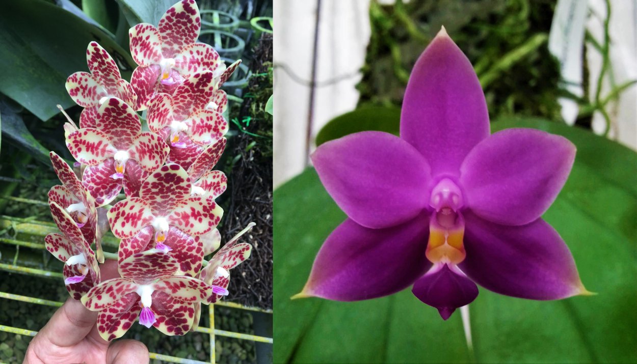 Орхидея индиго