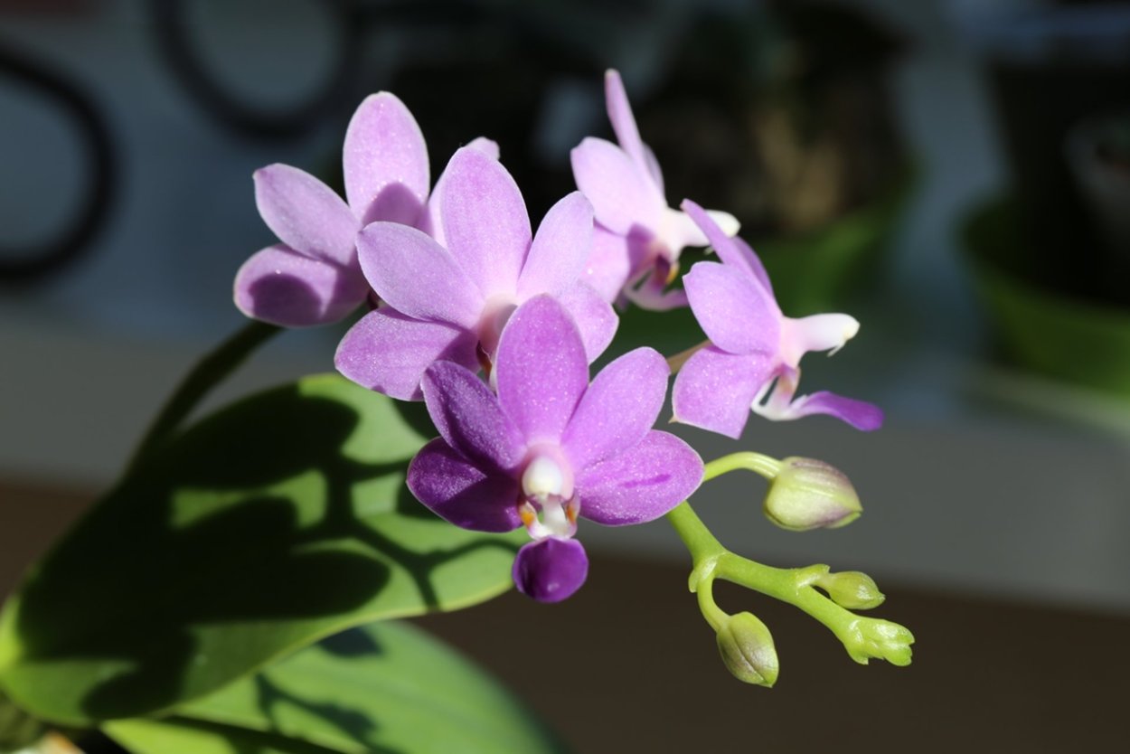 Каттлея violacea
