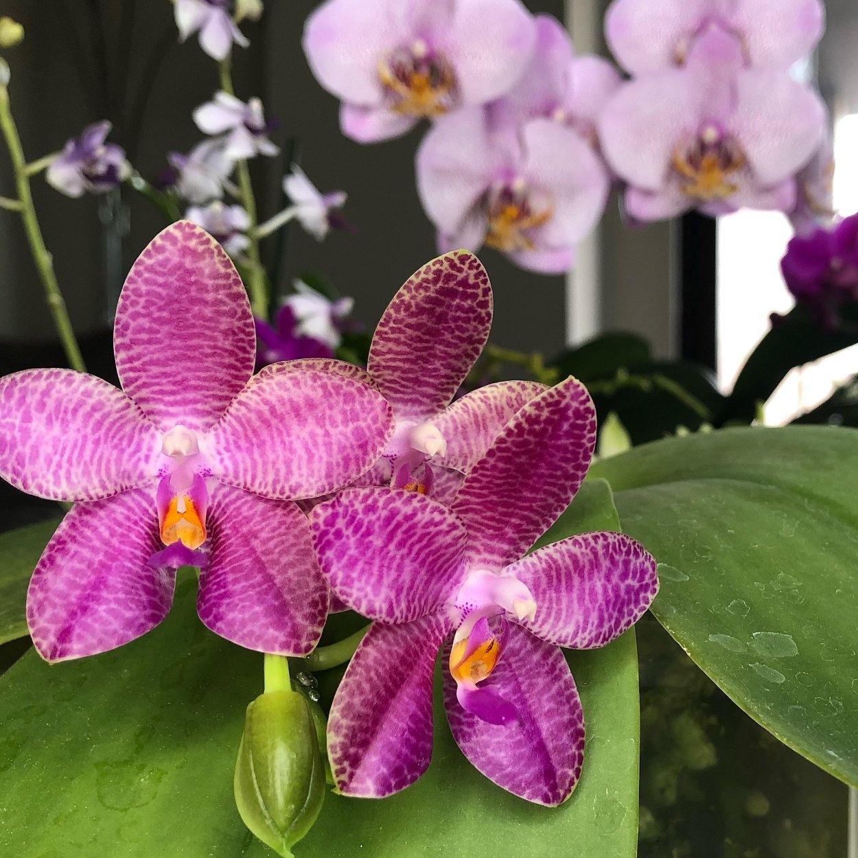 Фаленопсис Mok choi