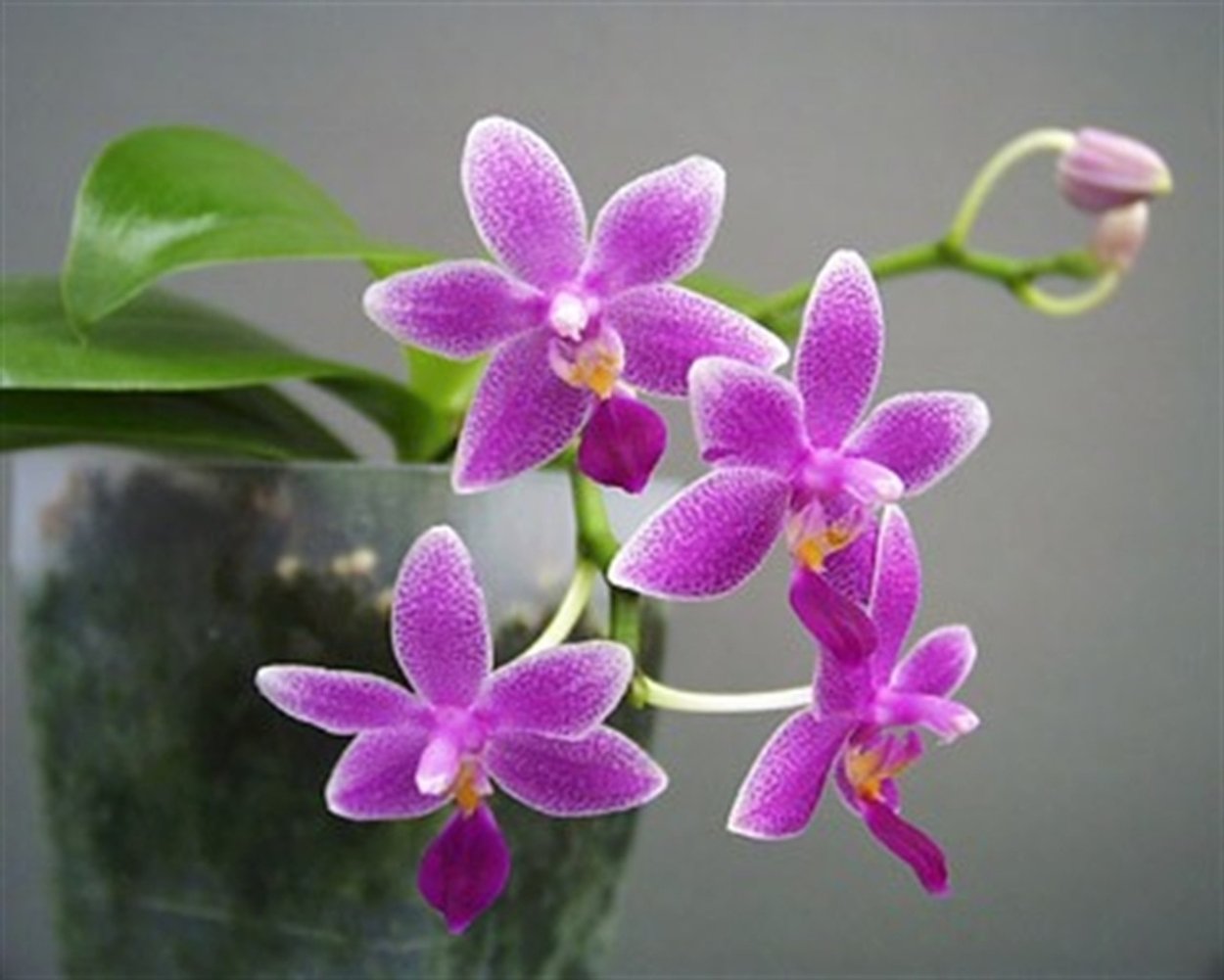 Phalaenopsis Mituo Prince
