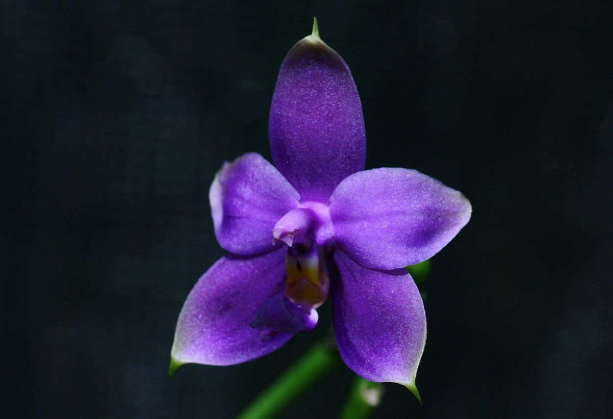 Фаленопсис yang yang Blueberry