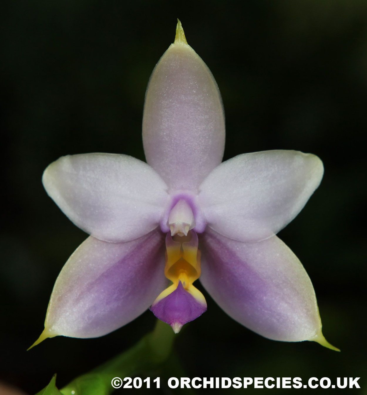 Phalaenopsis violacea