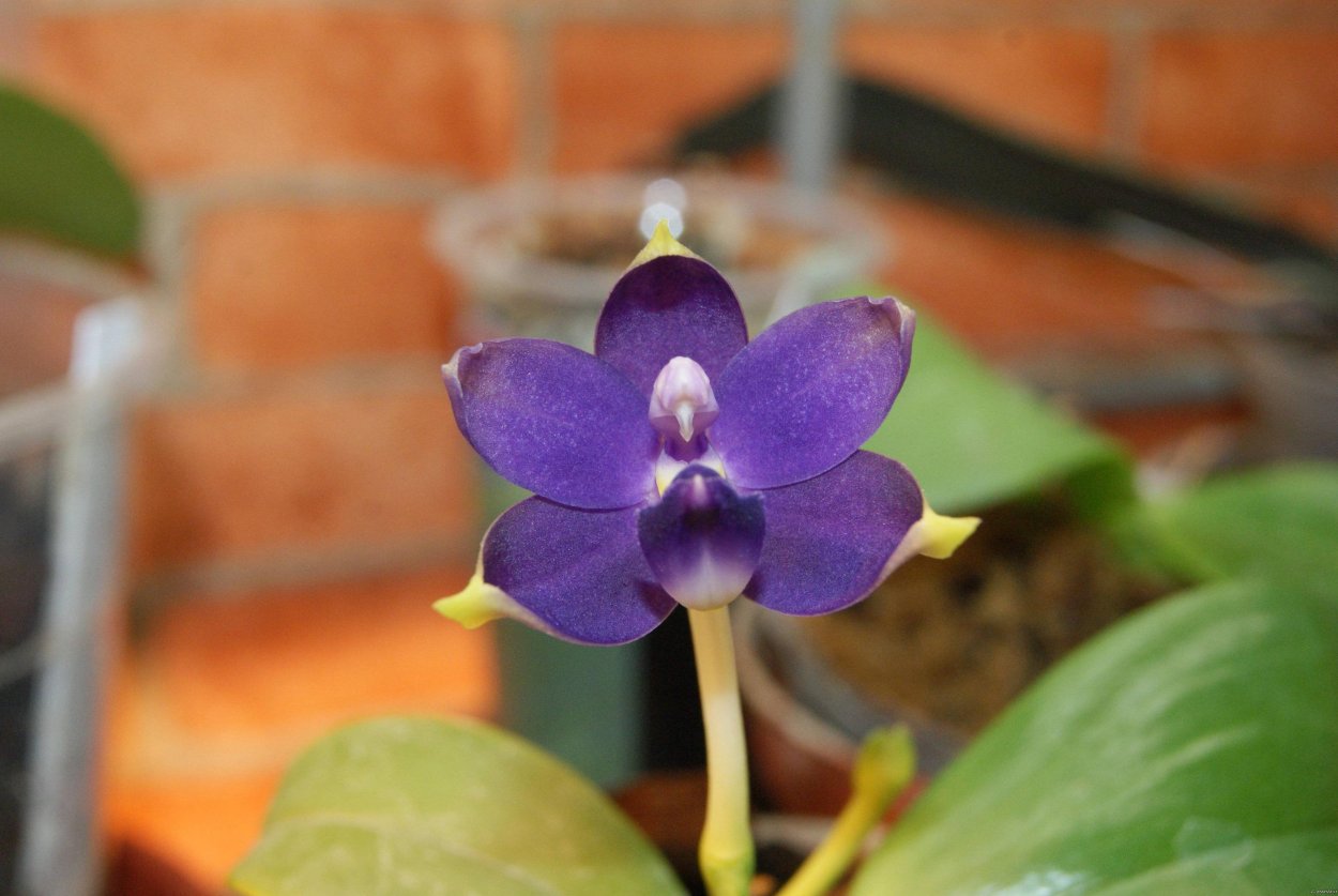 Фаленопсис Phalaenopsis Laelia