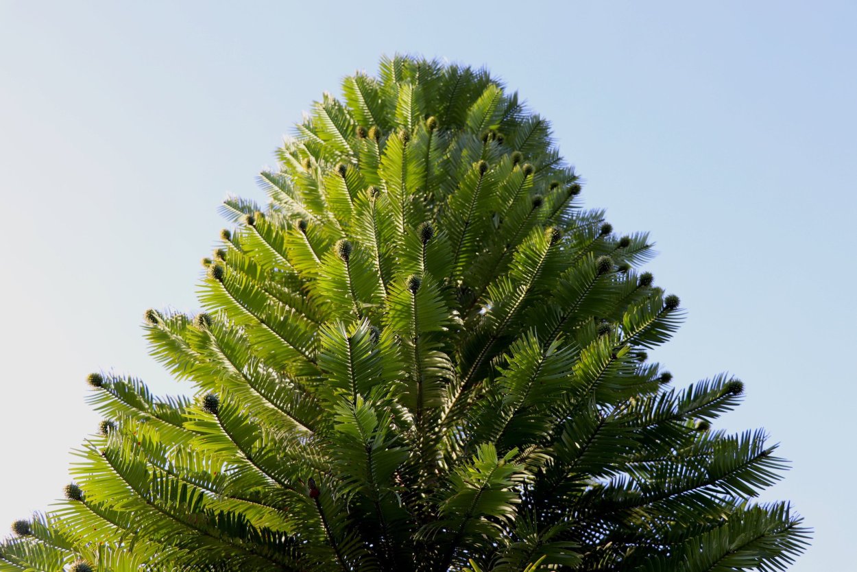 Воллемия благородная