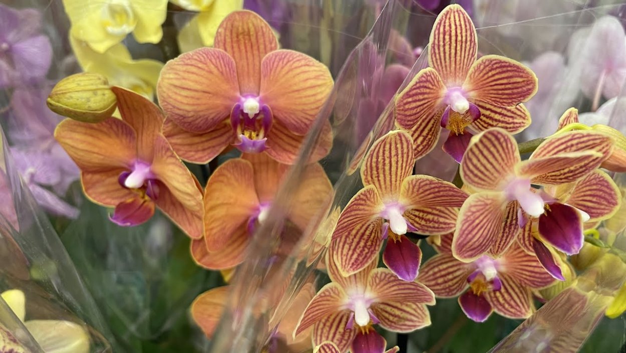 Катасетум на белом фоне