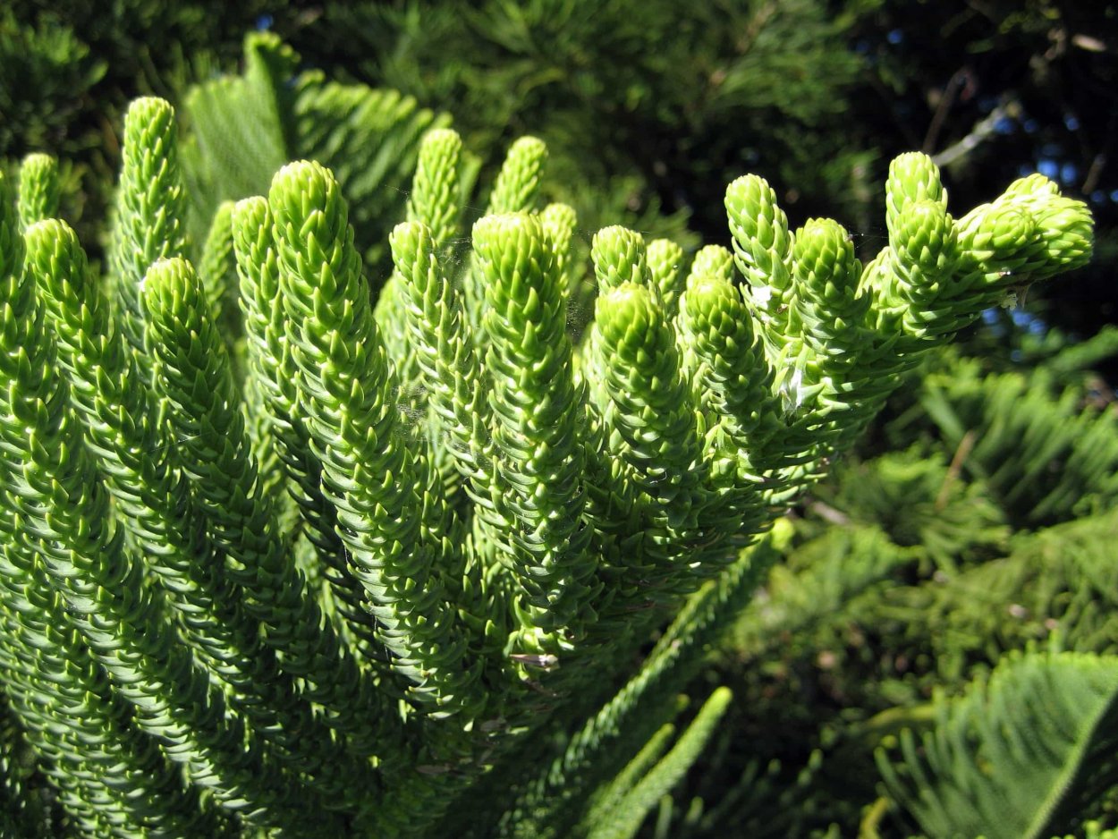 Араукария разнолистная Норфолкская