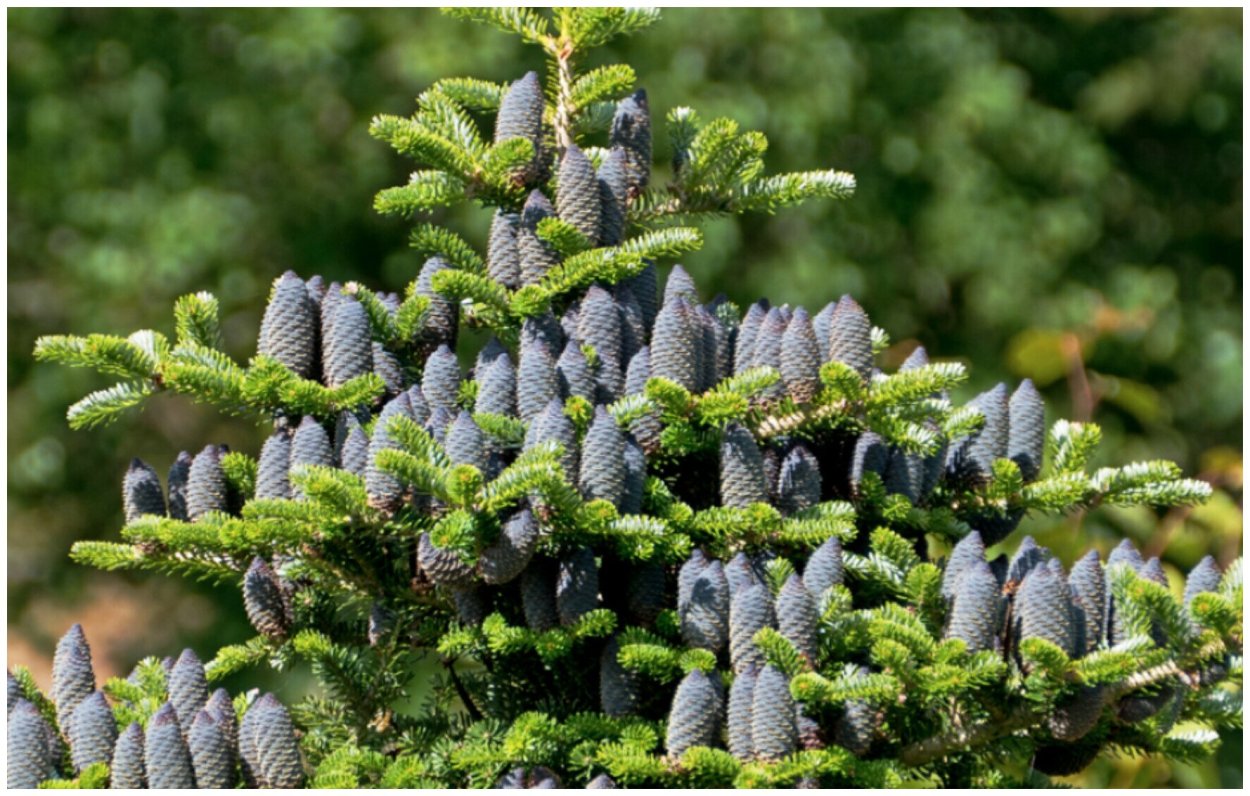 Пихта Абиес Кореана