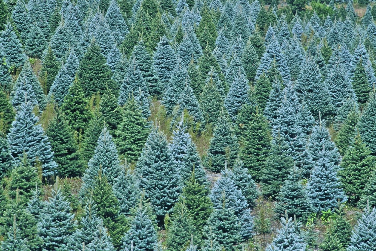 Голубая ель Байкальского заповедника
