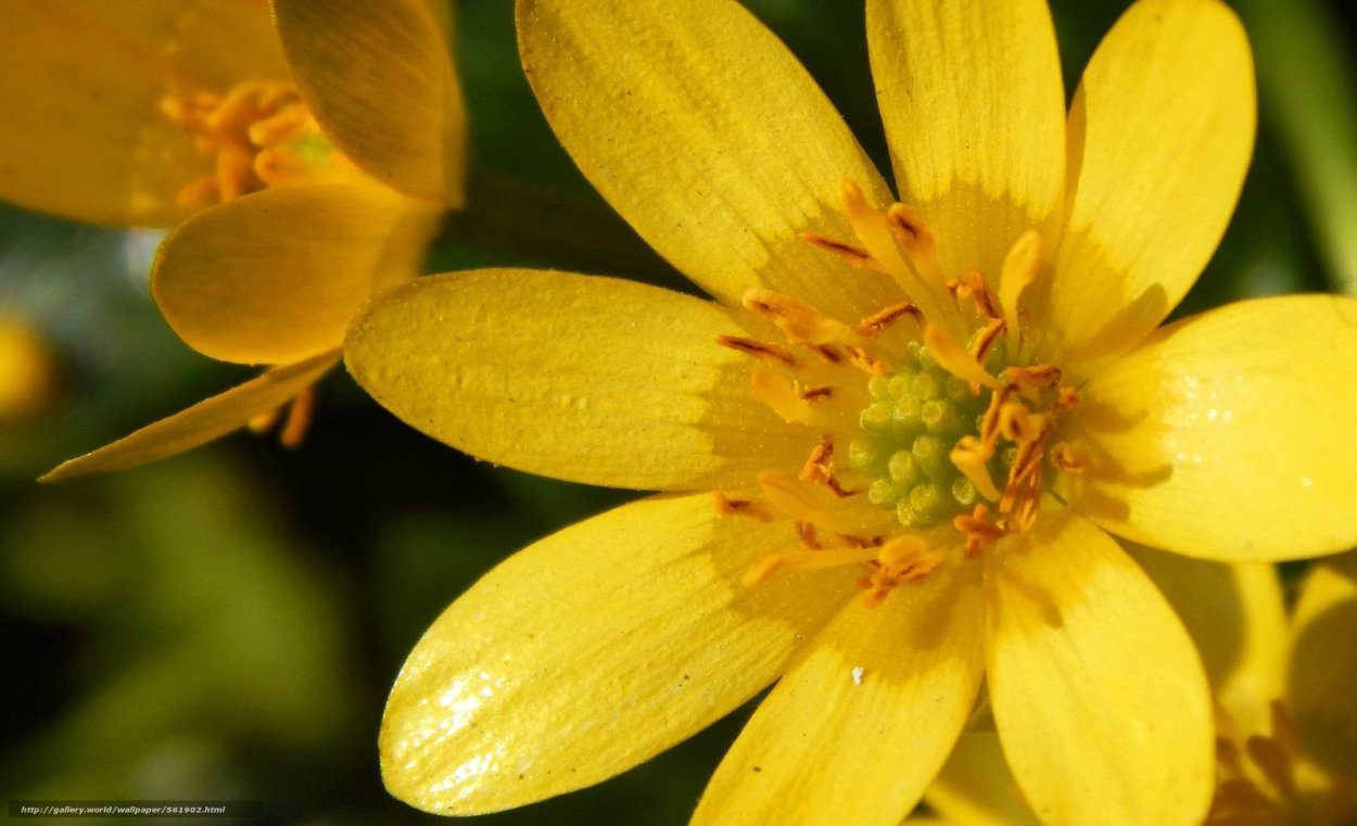 Цветок с желтыми лепестками