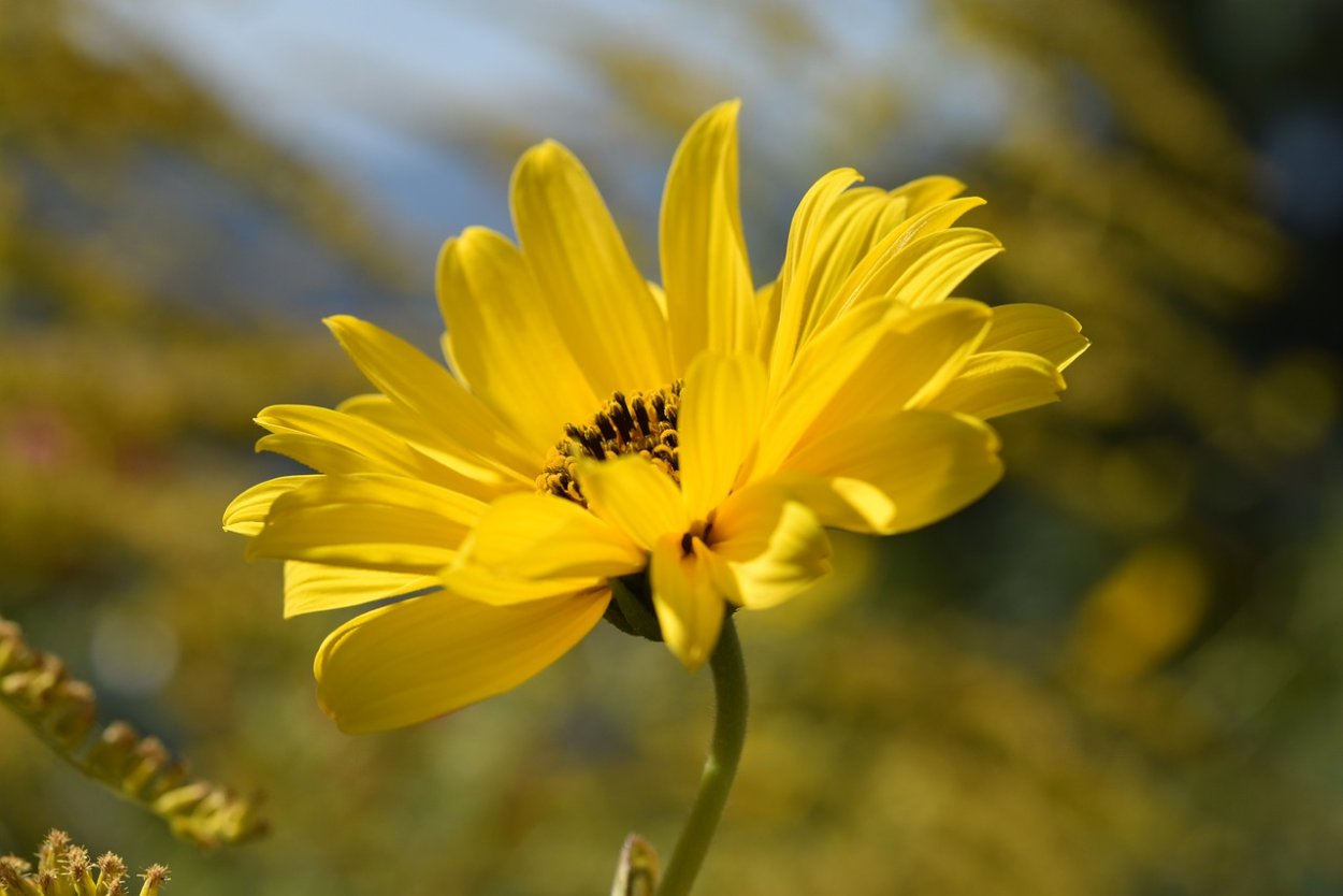 Распускание желтого цветка