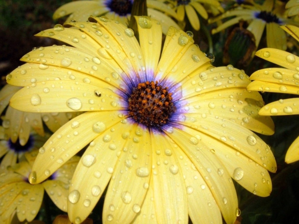 Лучик нежности цветочек Нарцисс