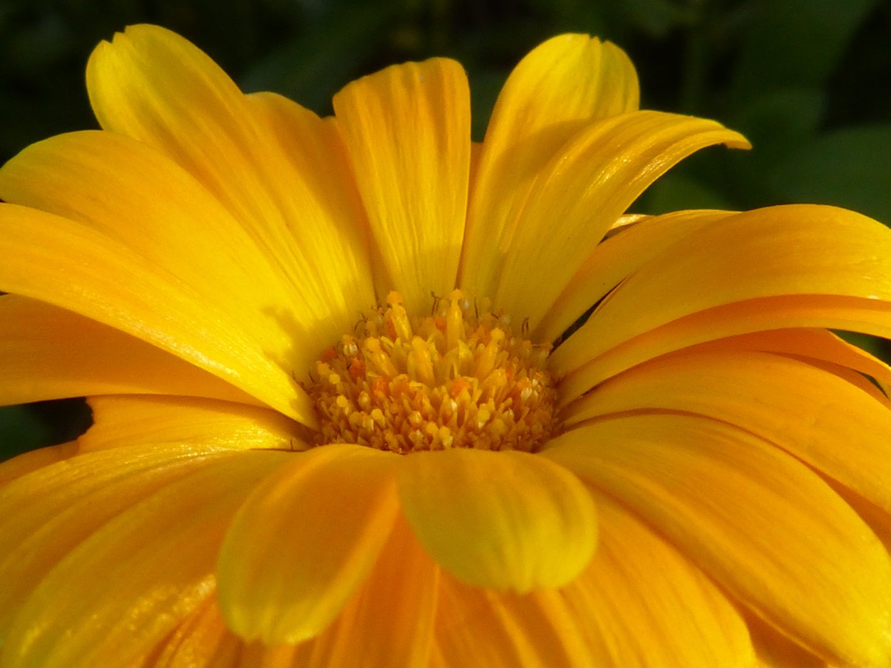 Коралловые цветы на желтом фоне обои