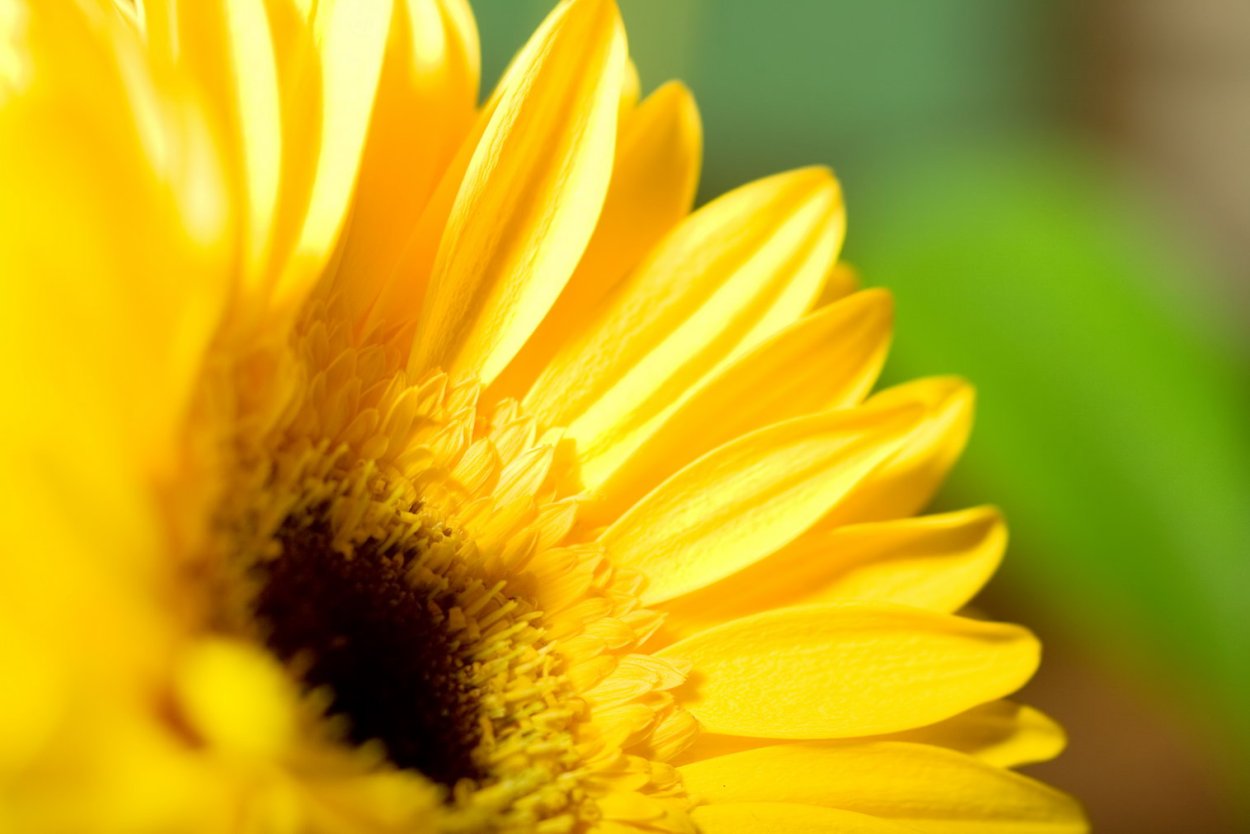 Желтые картинки