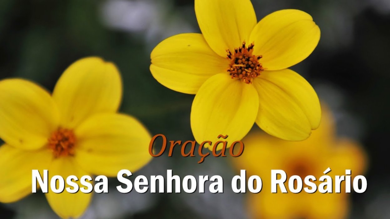 Голубое небо желтые ромашки