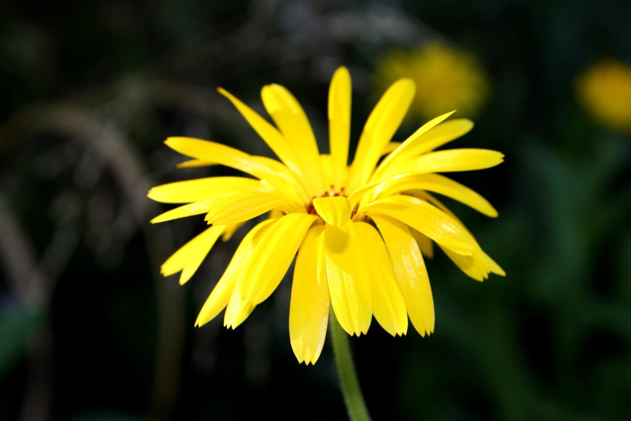 Желто черные цветы