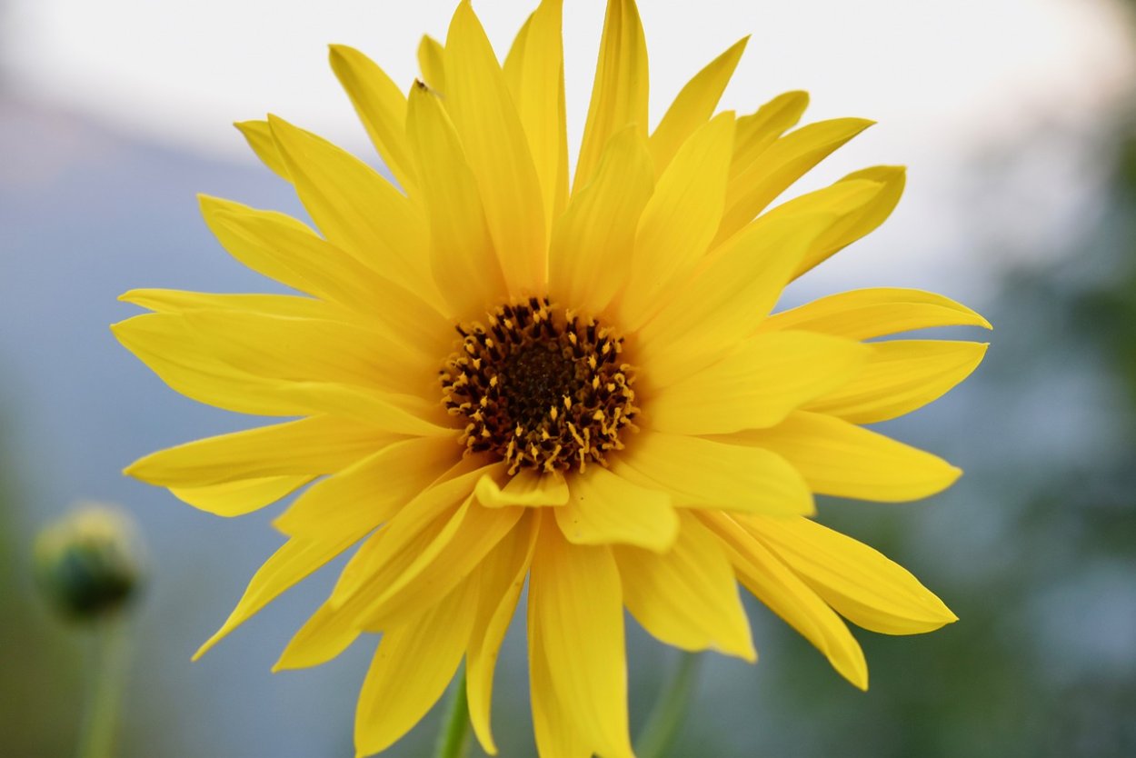 Жёлтые ромашки