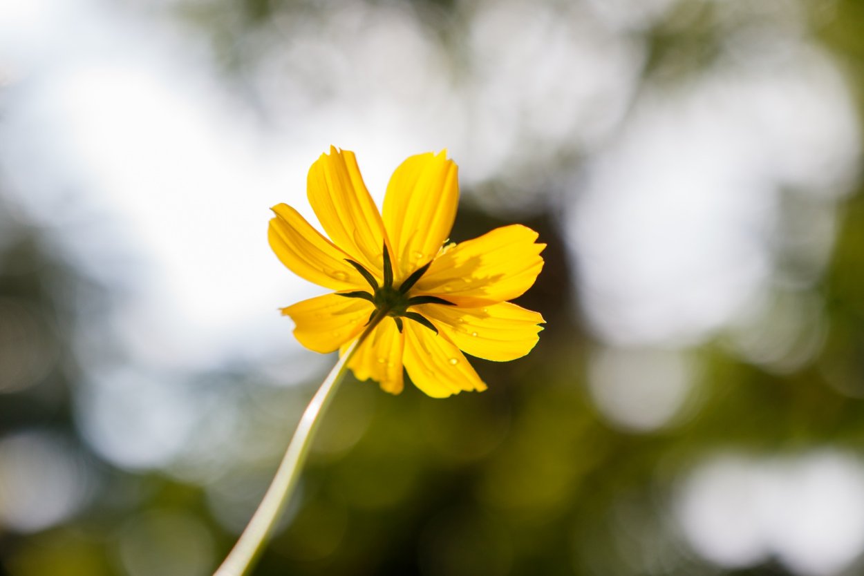 Цветок с желтым пестиком