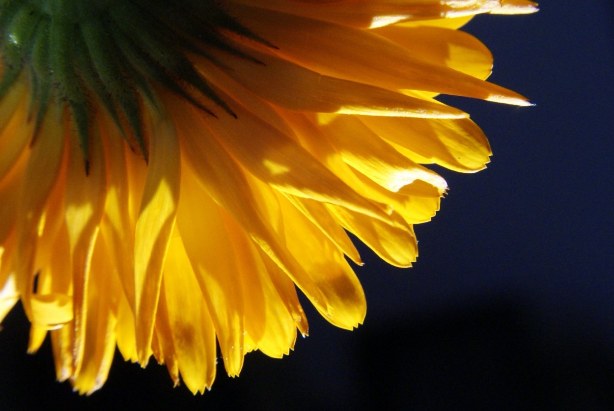 Желтые цветочки большие