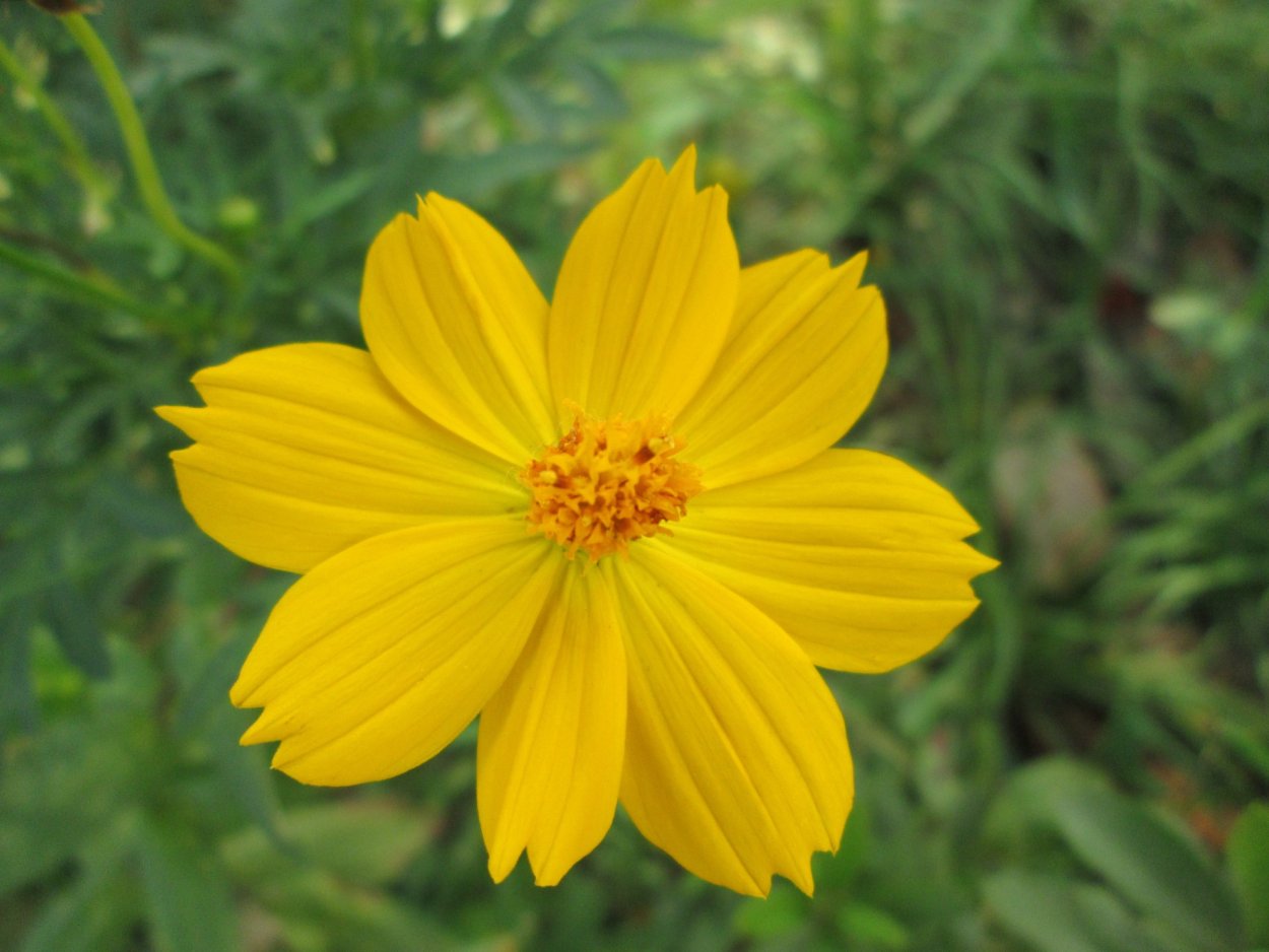 Цветок с желтыми лепестками