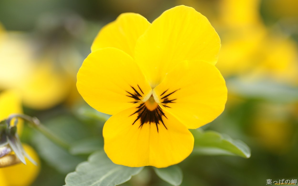 Хризантемы желтые Храпковой Светланы