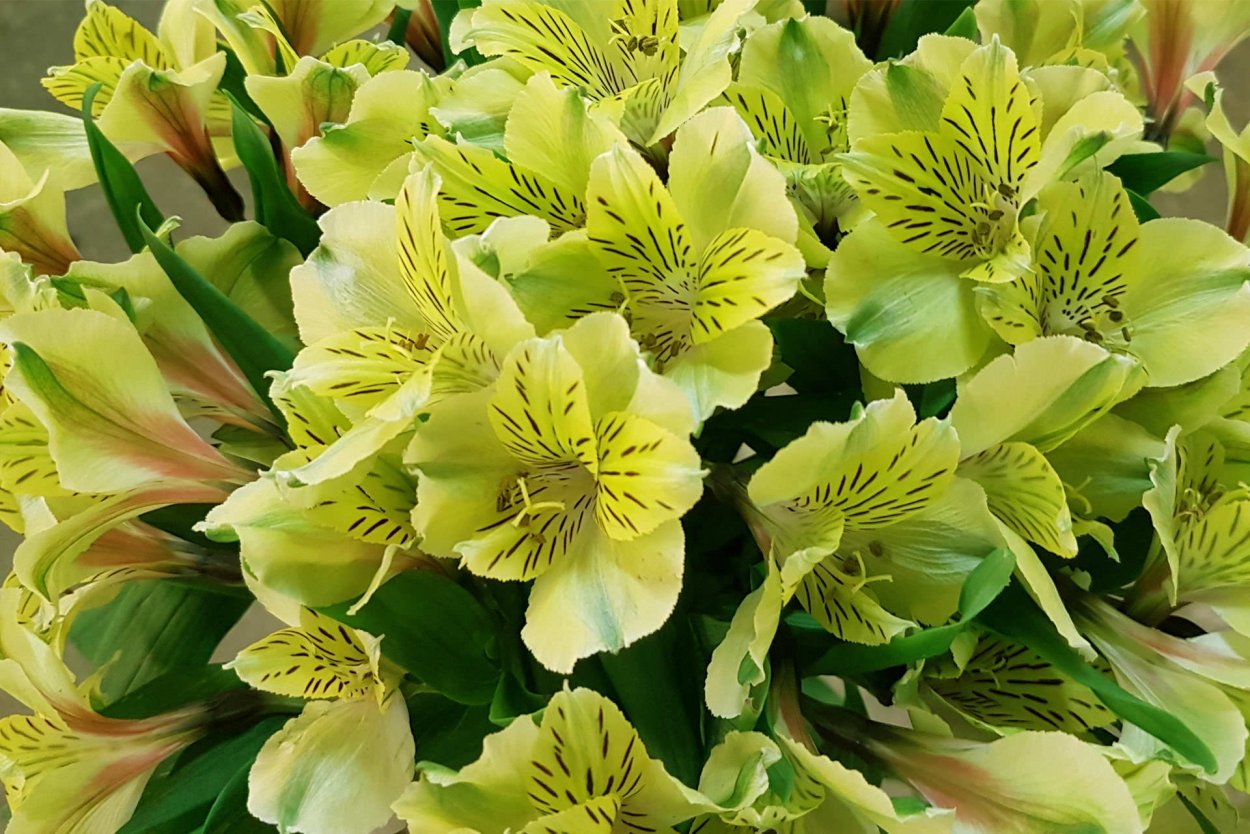 Альстромерия Пинк Флойд