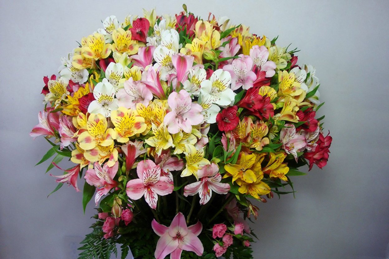 Перуанская Лилия альстромерия