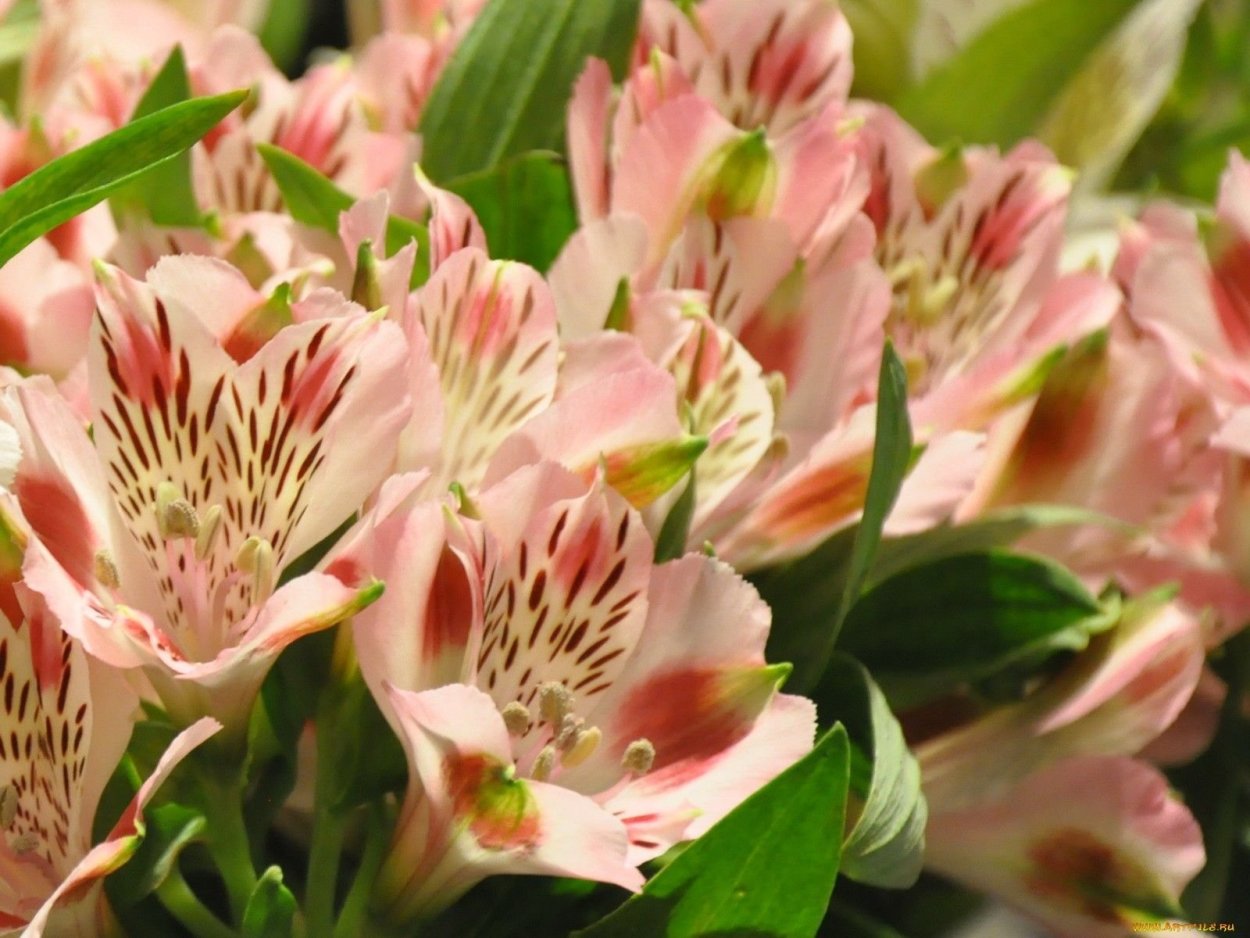 Монобукет альстромерий