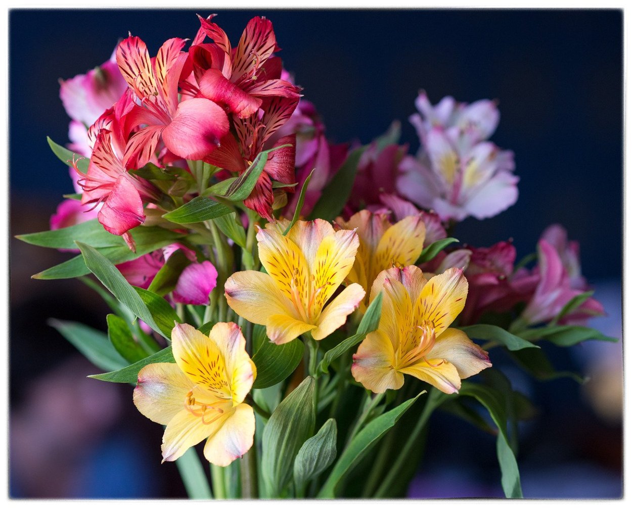 Альстромерия Джулия Гарда