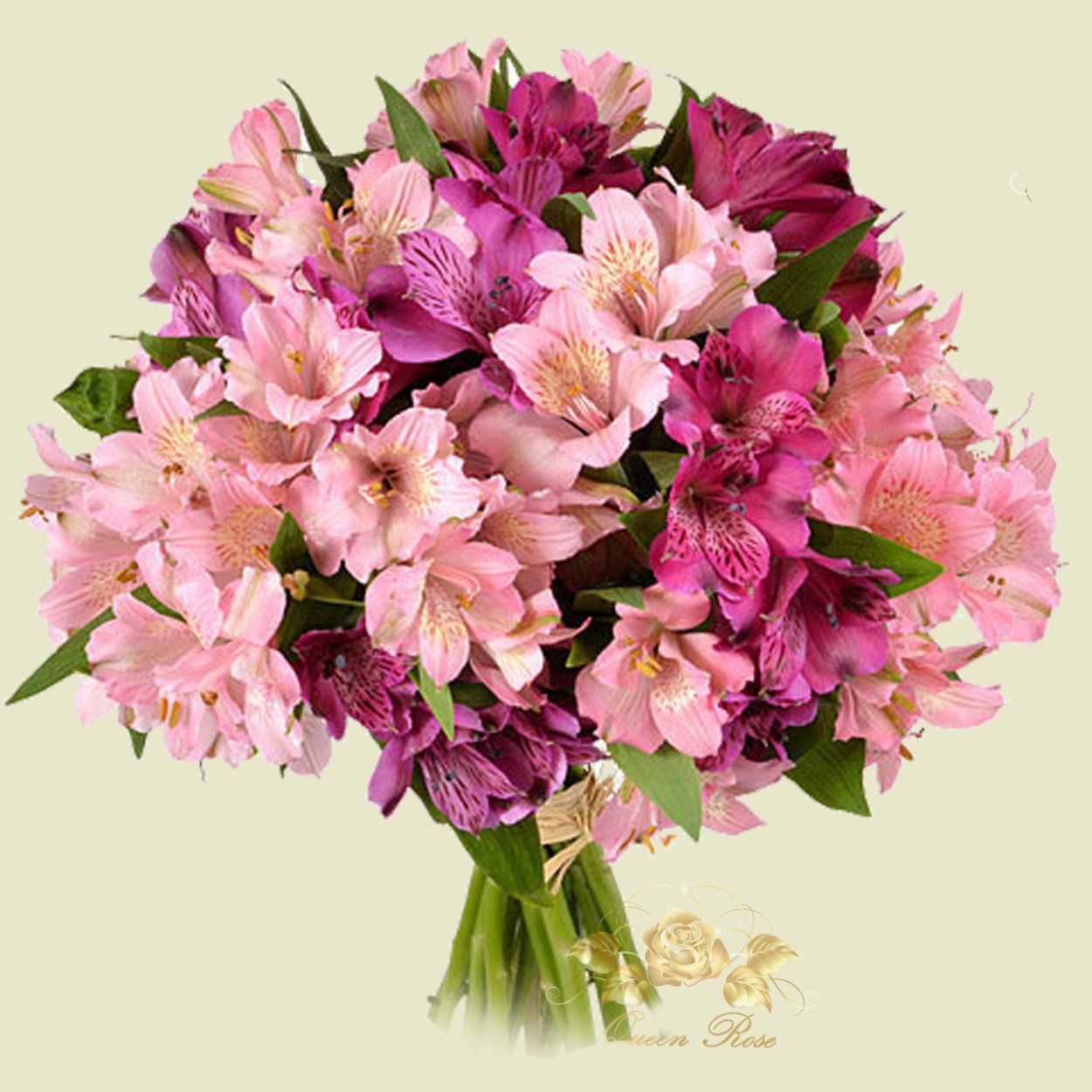 Альстромерия Гарда Вистлер