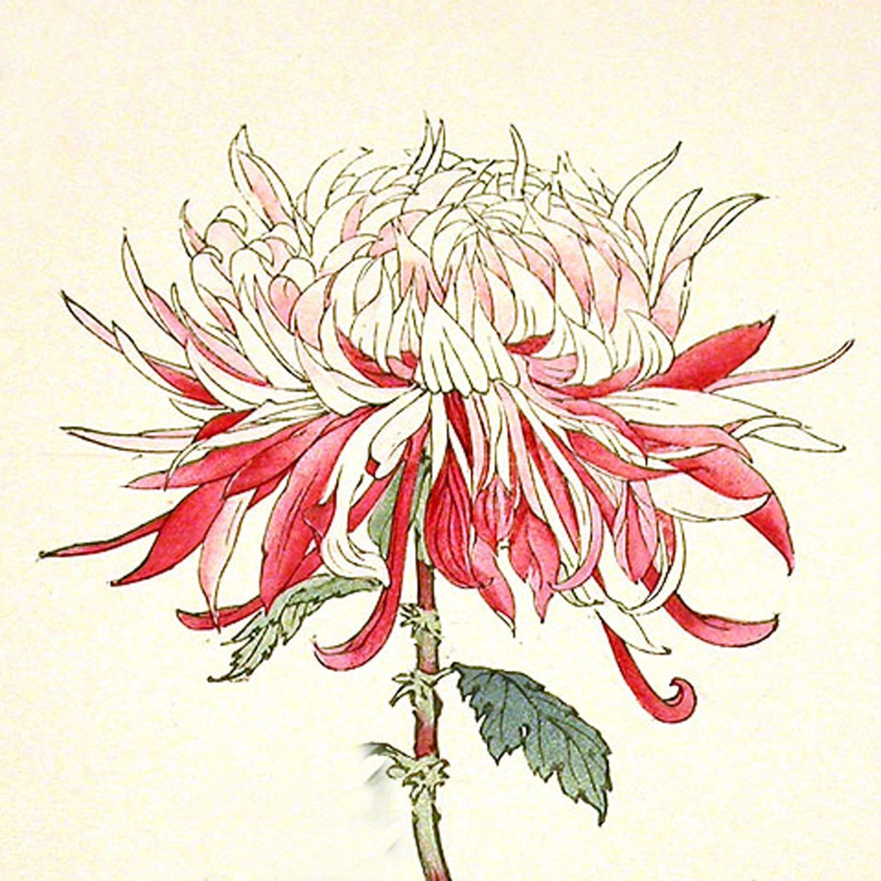 Пионы древовидные акварель